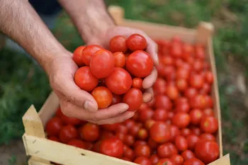9 λαμπρές συμβουλές για την καλύτερη συγκομιδή ντομάτας